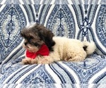 Small Photo #12 Poodle (Miniature)-Shorkie Tzu Mix Puppy For Sale in LAKELAND, FL, USA