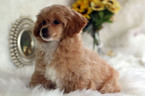 Small Photo #1 Havanese-Poodle (Toy) Mix Puppy For Sale in HOUSTON, TX, USA
