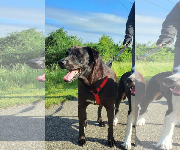 Medium Photo #5 Labrador Retriever-Unknown Mix Puppy For Sale in Germantown, OH, USA