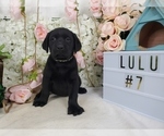 Small Photo #1 Labrador Retriever Puppy For Sale in COLLEGE STA, TX, USA