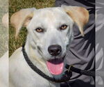 Small #1 Catahoula Leopard Dog Mix