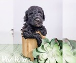 Small Photo #3 Goldendoodle Puppy For Sale in ORLAND, CA, USA