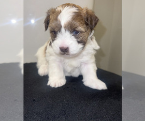 Biewer Terrier-ShihPoo Mix Puppy for Sale in CHARLOTTE, North Carolina USA