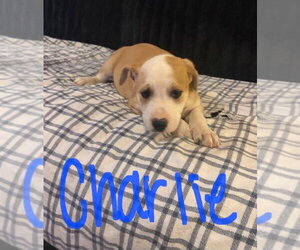 Charlie (Seven Wonders 2026) - Male Mutt Dog for Adoption - Photo #3