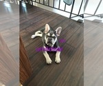 Small Photo #2 French Bulldog Puppy For Sale in SEATAC, WA, USA