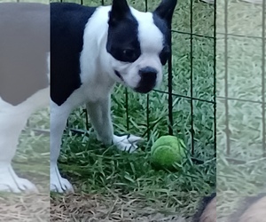 Mother of the Boston Terrier puppies born on 04/22/2025