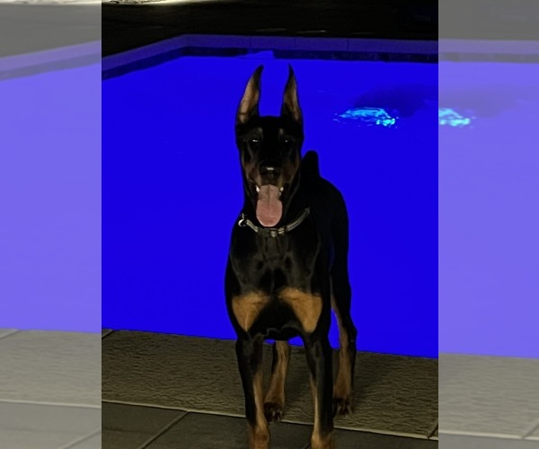 Medium Photo #1 Doberman Pinscher Puppy For Sale in PHOENIX, AZ, USA