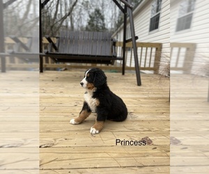 Bernese Mountain Dog Puppy for sale in LAWRENCEBURG, TN, USA