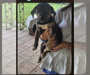 Plott Hound-Unknown Mix Dogs for adoption in Oakhurst, NJ, USA