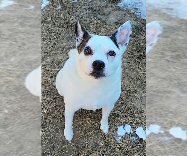 Medium Photo #2 Rat Terrier-Unknown Mix Puppy For Sale in Silver Spring, MD, USA
