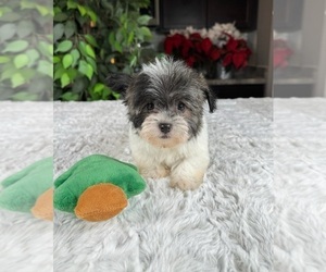 Havanese Puppy for sale in GREENWOOD, IN, USA