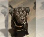 Small #1 Labrador Retriever Mix