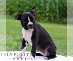 Small #3 Boston Terrier