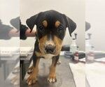 Small American Pit Bull Terrier-Labrador Retriever Mix