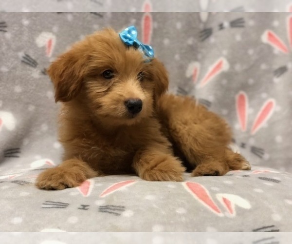 Medium Photo #5 Aussiedoodle Puppy For Sale in LAKELAND, FL, USA