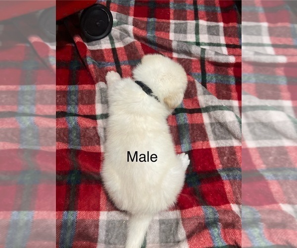 Medium Photo #4 German Shepherd Dog Puppy For Sale in ALACHUA, FL, USA