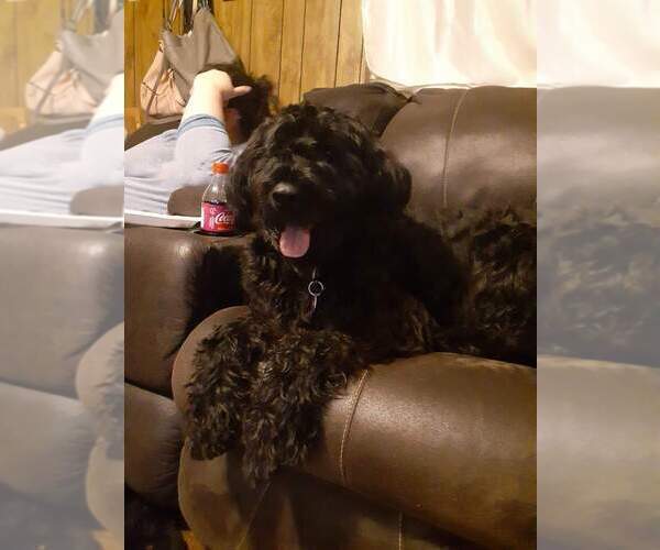 Medium Photo #1 Schnoodle (Giant) Puppy For Sale in HENDERSON, NC, USA