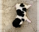 Puppy Puppy 2 Patches Shih Tzu