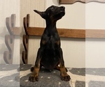 Small Photo #14 Doberman Pinscher Puppy For Sale in SAMSON, AL, USA