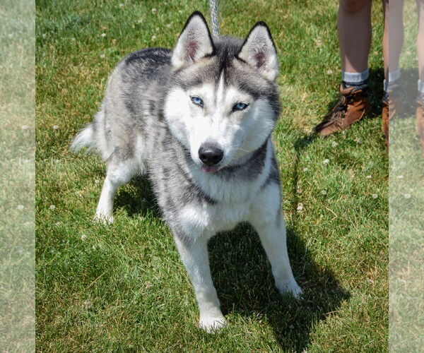 Medium Photo #4 - Mix Puppy For Sale in Huntley, IL, USA