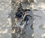 Small #1 German Shepherd Dog Mix