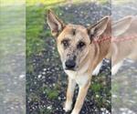 Small Catahoula Leopard Dog-German Shepherd Dog Mix