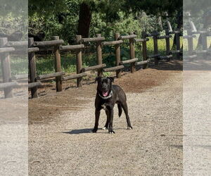 Labrador Retriever-Unknown Mix Dogs for adoption in San Diego, CA, USA