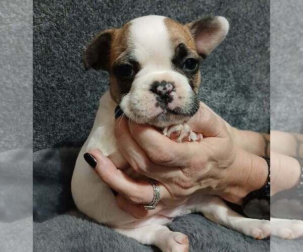 Medium Photo #2 French Bulldog Puppy For Sale in BOWLING GREEN, KY, USA