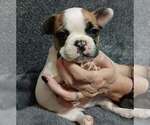 Small #1 French Bulldog