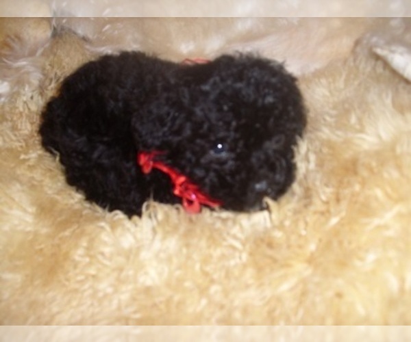 Medium Photo #3 Poodle (Toy) Puppy For Sale in JACKSON, MS, USA
