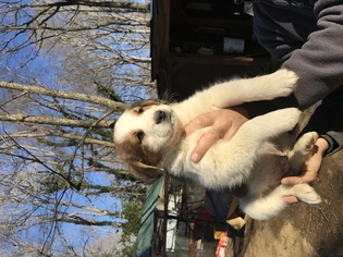 Shepradors Puppy for sale in HILLSBOROUGH, NC, USA