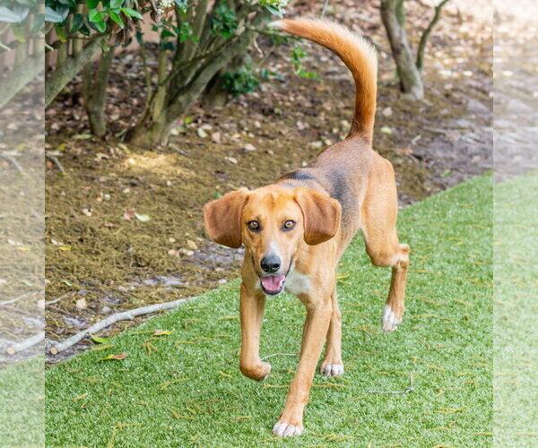 Medium Photo #5 Mutt Puppy For Sale in Hilton Head, SC, USA