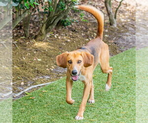 Brewster - Male Mutt Dog for Adoption - Photo #5