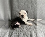 Small #3 Boston Terrier