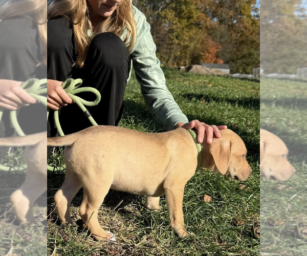 Medium Photo #3 Labrador Retriever-Unknown Mix Puppy For Sale in Unionville, PA, USA