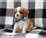 Small Photo #5 Cavalier King Charles Spaniel Puppy For Sale in LAKELAND, FL, USA
