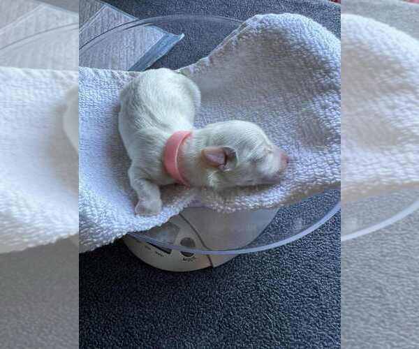 Medium Photo #2 Coton de Tulear Puppy For Sale in TIMBER, OR, USA