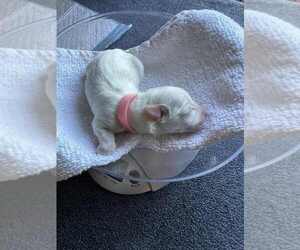 Medium Coton de Tulear