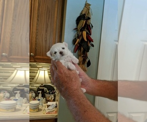 Maltese Puppy for sale in NORTH FORT MYERS, FL, USA