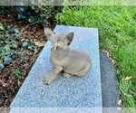 Small #177 French Bulldog