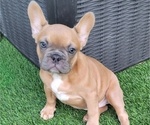 Small #3 French Bulldog