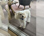 Small #7 Poodle (Miniature)