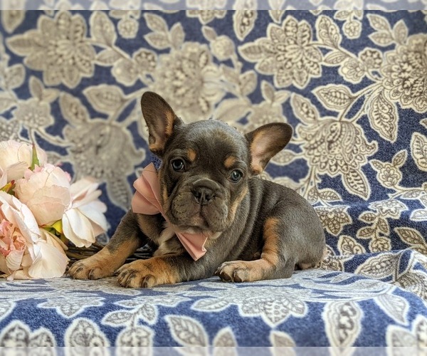 Medium Photo #6 French Bulldog Puppy For Sale in QUARRYVILLE, PA, USA