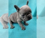 Small Photo #9 French Bulldog Puppy For Sale in GLENDALE, CA, USA
