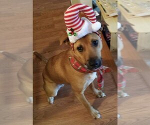 Shelby (SADIE) - Female Mutt Dog for Adoption - Photo #13