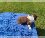 Small #2 Miniature American Shepherd