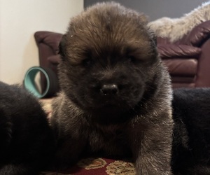 Medium Chow Chow-Samoyed Mix