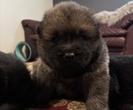 Puppy Carl Chow Chow-Samoyed Mix