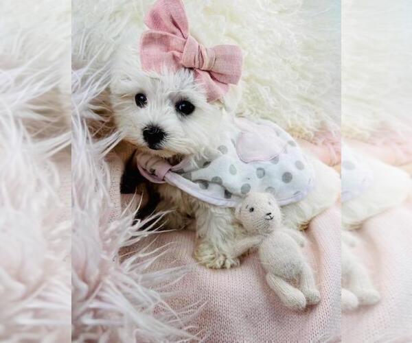 Medium Photo #4 Maltese Puppy For Sale in NEW YORK, NY, USA