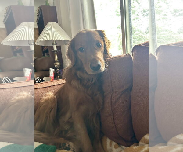 Medium Photo #4 Golden Retriever Puppy For Sale in St. Louis Park, MN, USA